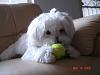 Do Yorkies sometimes look like Chuahuas?-otis.jpg