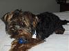 Help! I think my baby might be a silky?!-tinycharlie.jpeg.jpg