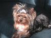 Looking for Yorkie Models~~-daishas-xmas-026.jpg