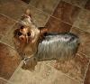 Can a pet quality Yorkie grow a long coat like the show ones?-2.jpg
