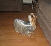 Can a pet quality Yorkie grow a long coat like the show ones?-4.jpg