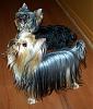 Can a pet quality Yorkie grow a long coat like the show ones?-26.jpg