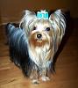 Can a pet quality Yorkie grow a long coat like the show ones?-small3.jpg