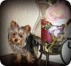 Do You Have Pictures Of Your Yorkie When He/She Was a Puppy & Current Pictures Now?-6-months1.jpg