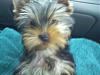 Do You Have Pictures Of Your Yorkie When He/She Was a Puppy & Current Pictures Now?-1109081551a.jpg