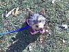 Do You Have Pictures Of Your Yorkie When He/She Was a Puppy & Current Pictures Now?-1129081149a.jpg