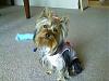 Do You Have Pictures Of Your Yorkie When He/She Was a Puppy & Current Pictures Now?-0412091612a-1.jpg