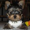 Do You Have Pictures Of Your Yorkie When He/She Was a Puppy & Current Pictures Now?-user39169_pic30181_1227456529.jpg