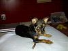 Do You Have Pictures Of Your Yorkie When He/She Was a Puppy & Current Pictures Now?-img00126.jpg