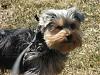 Do You Have Pictures Of Your Yorkie When He/She Was a Puppy & Current Pictures Now?-dscf5275-small-.jpg