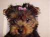 Do You Have Pictures Of Your Yorkie When He/She Was a Puppy & Current Pictures Now?-1st-bath-8.11.06.jpg