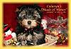 Do You Have Pictures Of Your Yorkie When He/She Was a Puppy & Current Pictures Now?-made-honor-b.-9.21.07.jpg