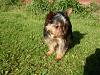 Do You Have Pictures Of Your Yorkie When He/She Was a Puppy & Current Pictures Now?-220377529c.jpg