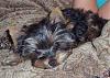 Do You Have Pictures Of Your Yorkie When He/She Was a Puppy & Current Pictures Now?-copper-baby.jpg