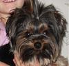 Do You Have Pictures Of Your Yorkie When He/She Was a Puppy & Current Pictures Now?-copper-em.jpg