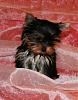 Do You Have Pictures Of Your Yorkie When He/She Was a Puppy & Current Pictures Now?-12weeks.jpg