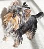 Do You Have Pictures Of Your Yorkie When He/She Was a Puppy & Current Pictures Now?-newmaddiestand.jpg