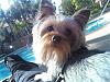 Do You Have Pictures Of Your Yorkie When He/She Was a Puppy & Current Pictures Now?-hanginout.jpg