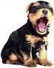 Do You Have Pictures Of Your Yorkie When He/She Was a Puppy & Current Pictures Now?-05-02-2009-07-03-58pm-1-.jpg