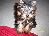 Do You Have Pictures Of Your Yorkie When He/She Was a Puppy & Current Pictures Now?-bree-dec-08.jpg