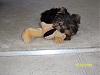 Do You Have Pictures Of Your Yorkie When He/She Was a Puppy & Current Pictures Now?-bree-dec-08-2.jpg