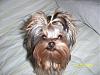 Do You Have Pictures Of Your Yorkie When He/She Was a Puppy & Current Pictures Now?-bree-smiling.jpg