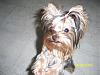 Do You Have Pictures Of Your Yorkie When He/She Was a Puppy & Current Pictures Now?-bree-april2009.jpg