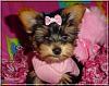Do You Have Pictures Of Your Yorkie When He/She Was a Puppy & Current Pictures Now?-buffey-puppy.jpg
