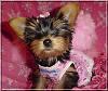 Do You Have Pictures Of Your Yorkie When He/She Was a Puppy & Current Pictures Now?-buffey-puppy-2.jpg