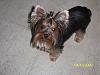 Do You Have Pictures Of Your Yorkie When He/She Was a Puppy & Current Pictures Now?-buffey-apr-09.jpg