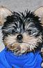 Do You Have Pictures Of Your Yorkie When He/She Was a Puppy & Current Pictures Now?-dexter1crop.jpg