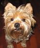Do You Have Pictures Of Your Yorkie When He/She Was a Puppy & Current Pictures Now?-3-22-08-003.jpg