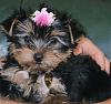 Do You Have Pictures Of Your Yorkie When He/She Was a Puppy & Current Pictures Now?-07910021.jpg