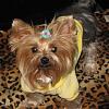 Do You Have Pictures Of Your Yorkie When He/She Was a Puppy & Current Pictures Now?-4-13-08-007.jpg