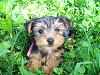 Do You Have Pictures Of Your Yorkie When He/She Was a Puppy & Current Pictures Now?-triss-8-weeks-small.jpg