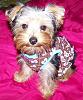 Do You Have Pictures Of Your Yorkie When He/She Was a Puppy & Current Pictures Now?-triss-4-months.jpg
