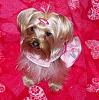 Do You Have Pictures Of Your Yorkie When He/She Was a Puppy & Current Pictures Now?-triss-birthday.jpg