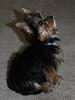 Do You Have Pictures Of Your Yorkie When He/She Was a Puppy & Current Pictures Now?-img_0074.jpg