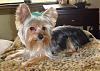 Do You Have Pictures Of Your Yorkie When He/She Was a Puppy & Current Pictures Now?-dsc02945.jpg