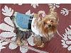 Do You Have Pictures Of Your Yorkie When He/She Was a Puppy & Current Pictures Now?-gracie-love-dress.jpg