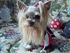 Do You Have Pictures Of Your Yorkie When He/She Was a Puppy & Current Pictures Now?-100_1726.jpg