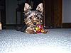 Do You Have Pictures Of Your Yorkie When He/She Was a Puppy & Current Pictures Now?-roxies-first-day-home.jpg