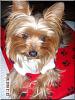 Do You Have Pictures Of Your Yorkie When He/She Was a Puppy & Current Pictures Now?-roxie.jpg