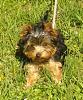 Do You Have Pictures Of Your Yorkie When He/She Was a Puppy & Current Pictures Now?-zoe1.jpg