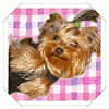 Do You Have Pictures Of Your Yorkie When He/She Was a Puppy & Current Pictures Now?-tjdmomgif.gif