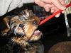 Wanted - Pictures of your Yorkie getting their teeth brushed!-b.jpg