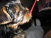 Wanted - Pictures of your Yorkie getting their teeth brushed!-b2.jpg