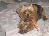 Wanted - Pictures of your Yorkie getting their teeth brushed!-tuckerbrush-20002.jpg