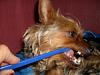 Wanted - Pictures of your Yorkie getting their teeth brushed!-teethy.jpg