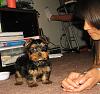 Do You Have Pictures Of Your Yorkie When He/She Was a Puppy & Current Pictures Now?-baby3.jpg